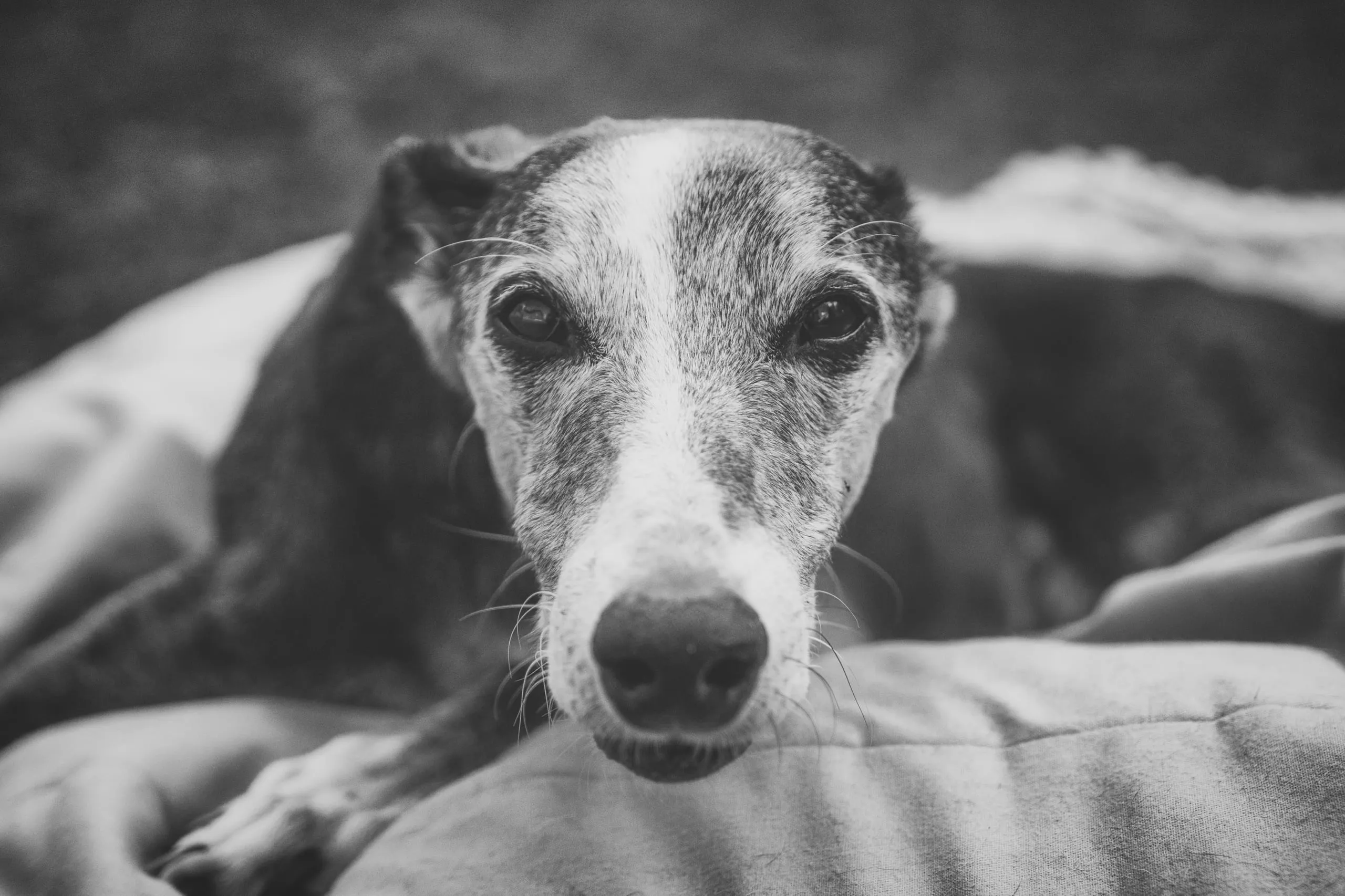 Black-and-white close-up of a brindle sighthound resting its chin on soft bedding in Rochester, NY.