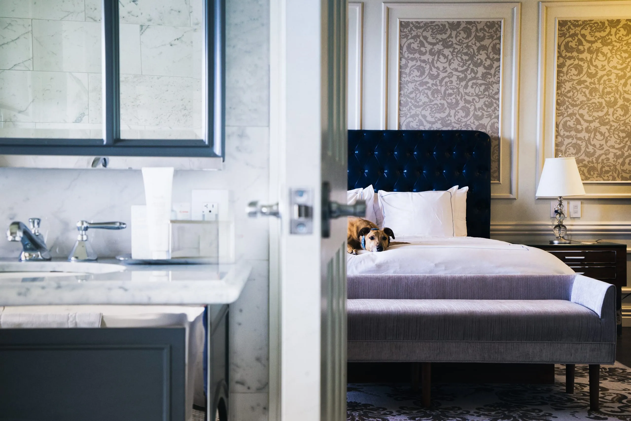 A brown dog rests on a plush hotel bed, seen through a doorway past a marble bathroom in Saratoga Springs.