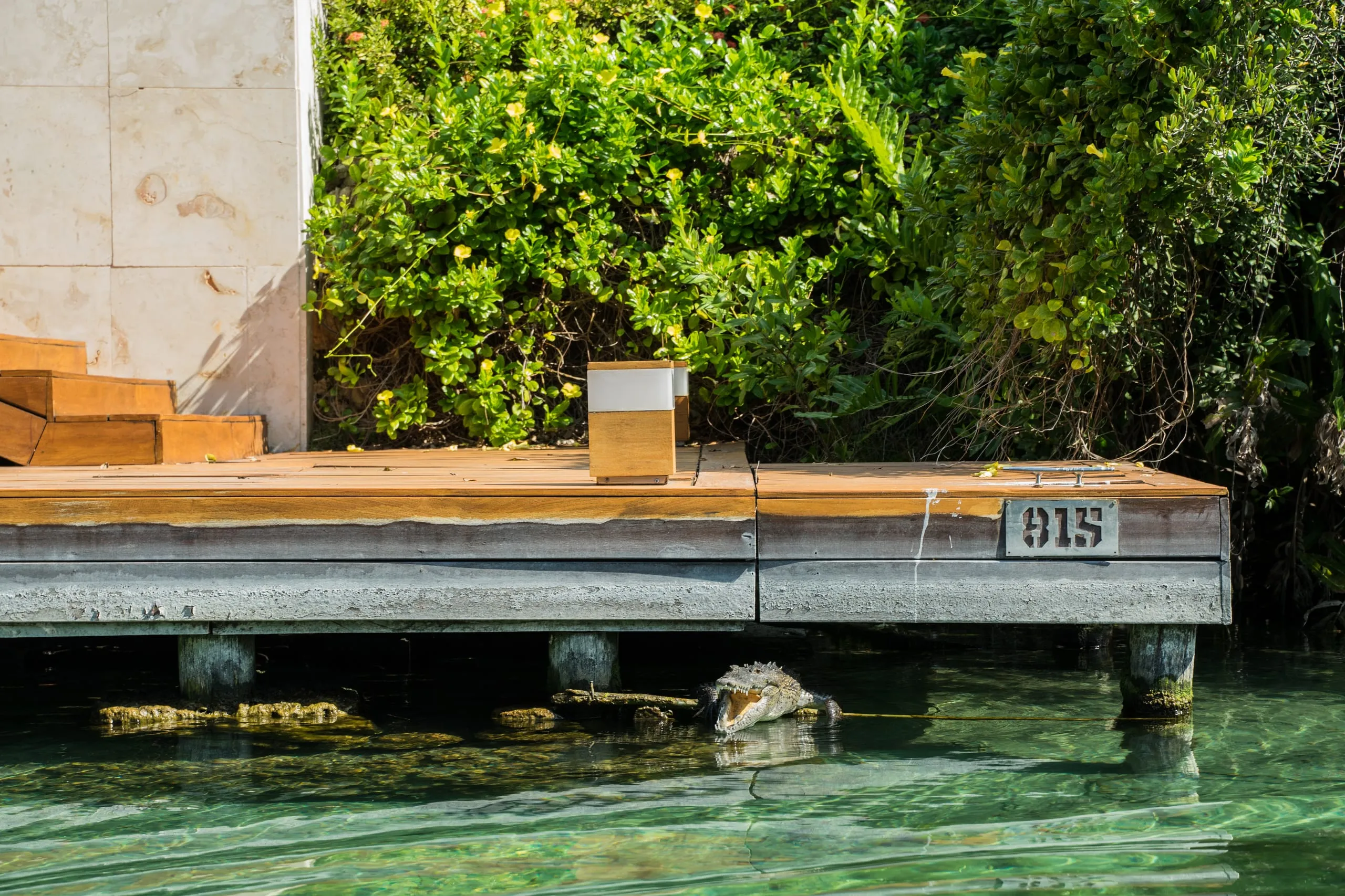 A crocodile with open jaws rests in clear water beside a numbered wooden dock in Playa del Carmen.