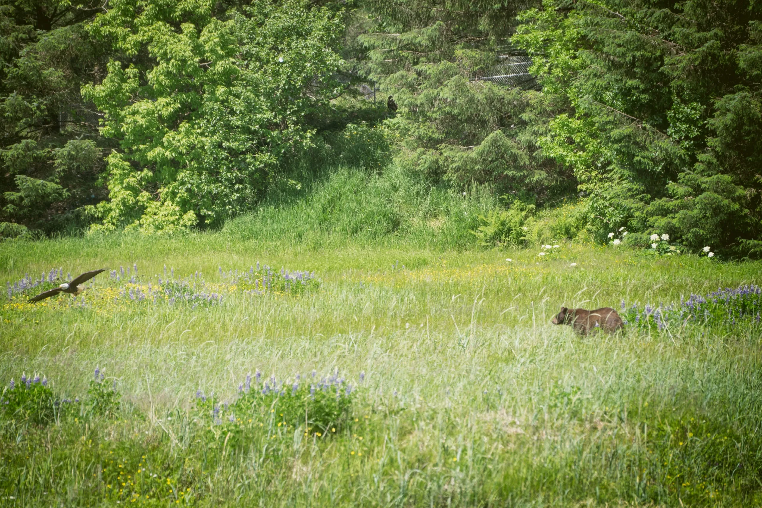 A brown-coated bear walks through a lush wildflower meadow of purple lupine and yellow blooms while a bald eagle flies low at left near the forest edge.