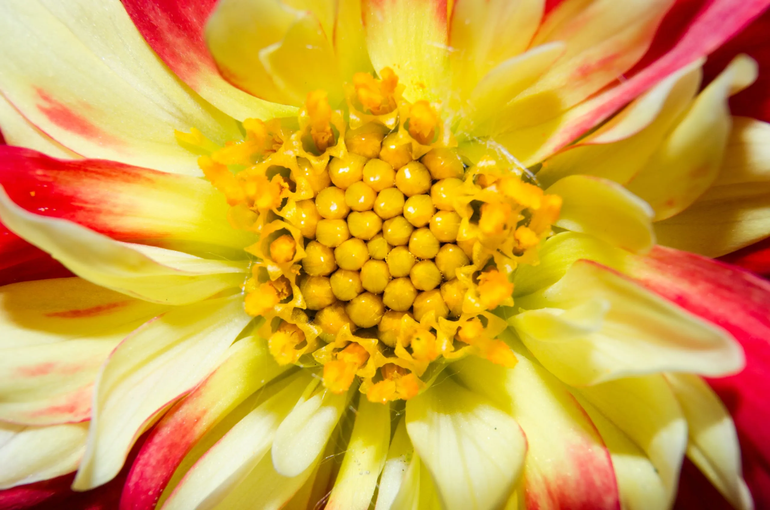 Macro view of a red-tipped yellow dahlia's beaded golden core in Rochester, NY.