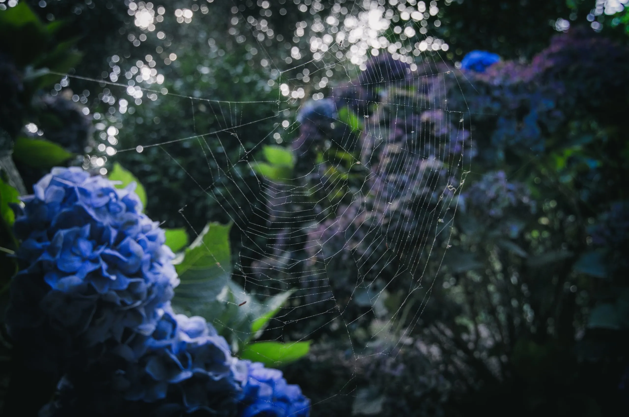 A spider web strung across a dusk garden with blue and purple hydrangea blooms and sparkling bokeh behind it.