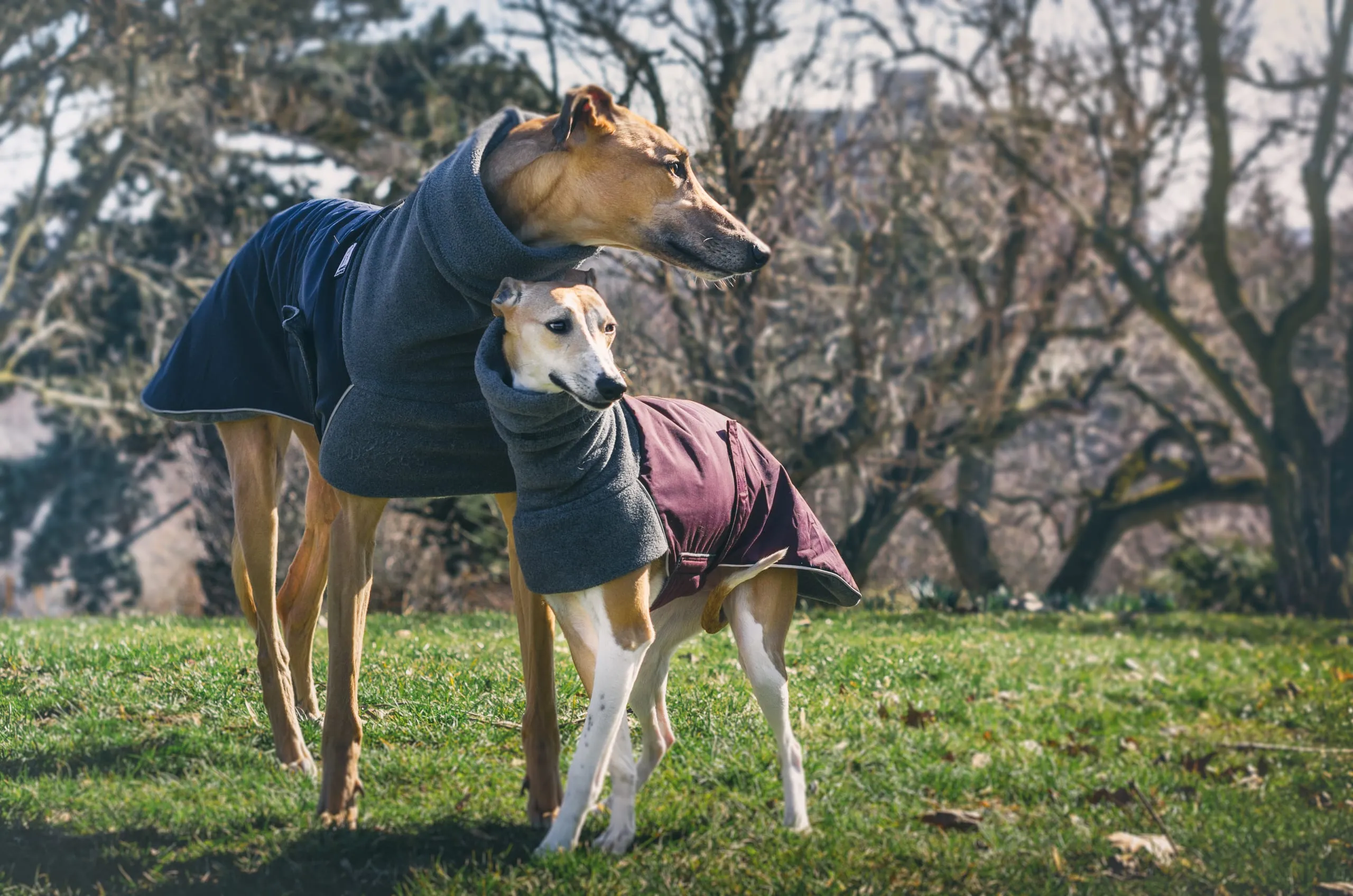 Two greyhounds in fleece-collared coats stand on grass among bare winter trees in Rochester, New York.