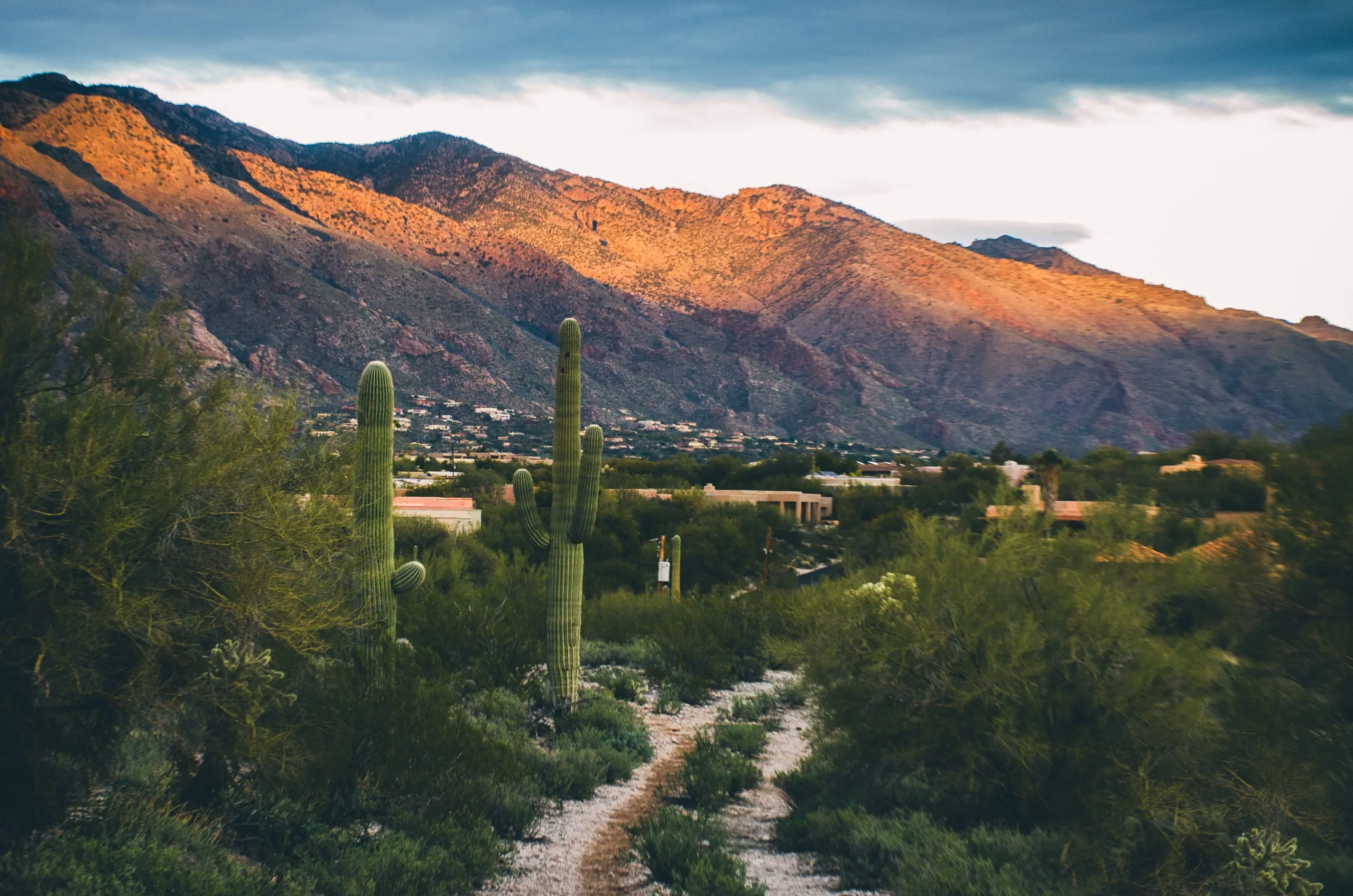 Golden-hour light on the Santa Catalina Mountains above a saguaro field near Tucson, Arizona