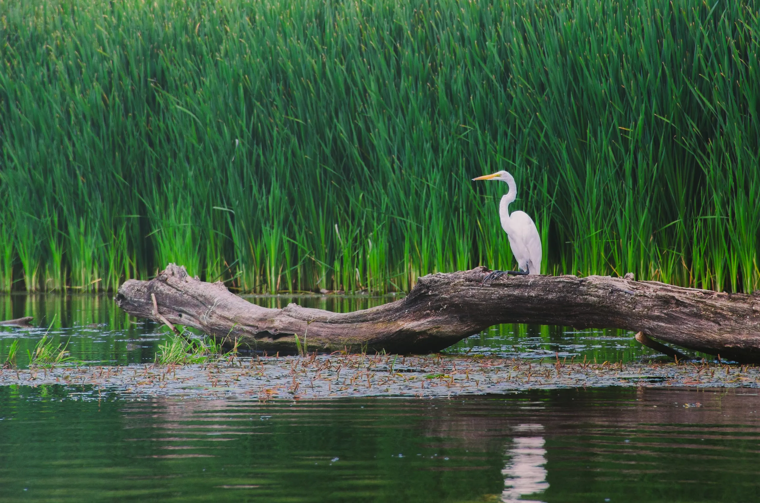 Great egret standing on a log in a deep green reed bed