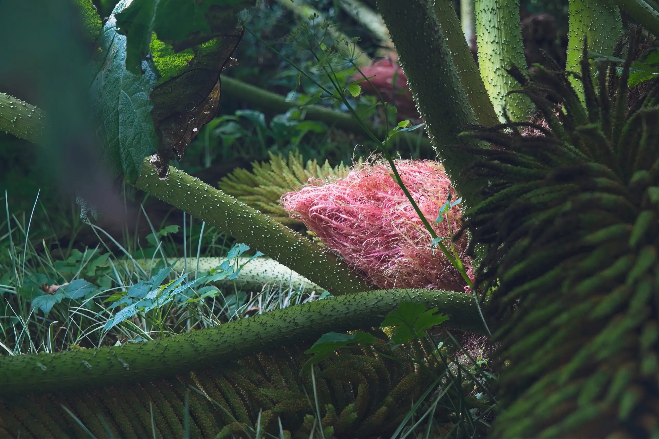 A color close-up photograph of a giant gunnera plant in a Scottish garden, its bristled stems arching over a fuzzy pink-red flower spike amid ferns and grass.