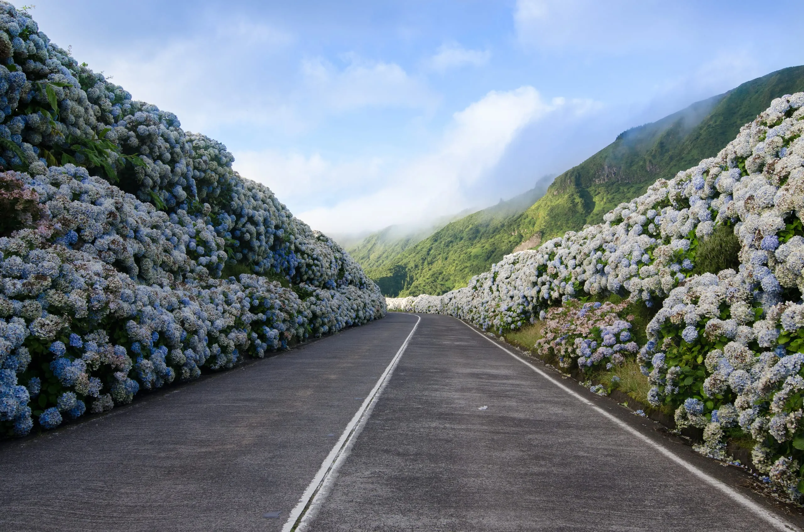 A paved road curves between tall banks of blue and white hydrangeas toward misty green mountains under blue sky.