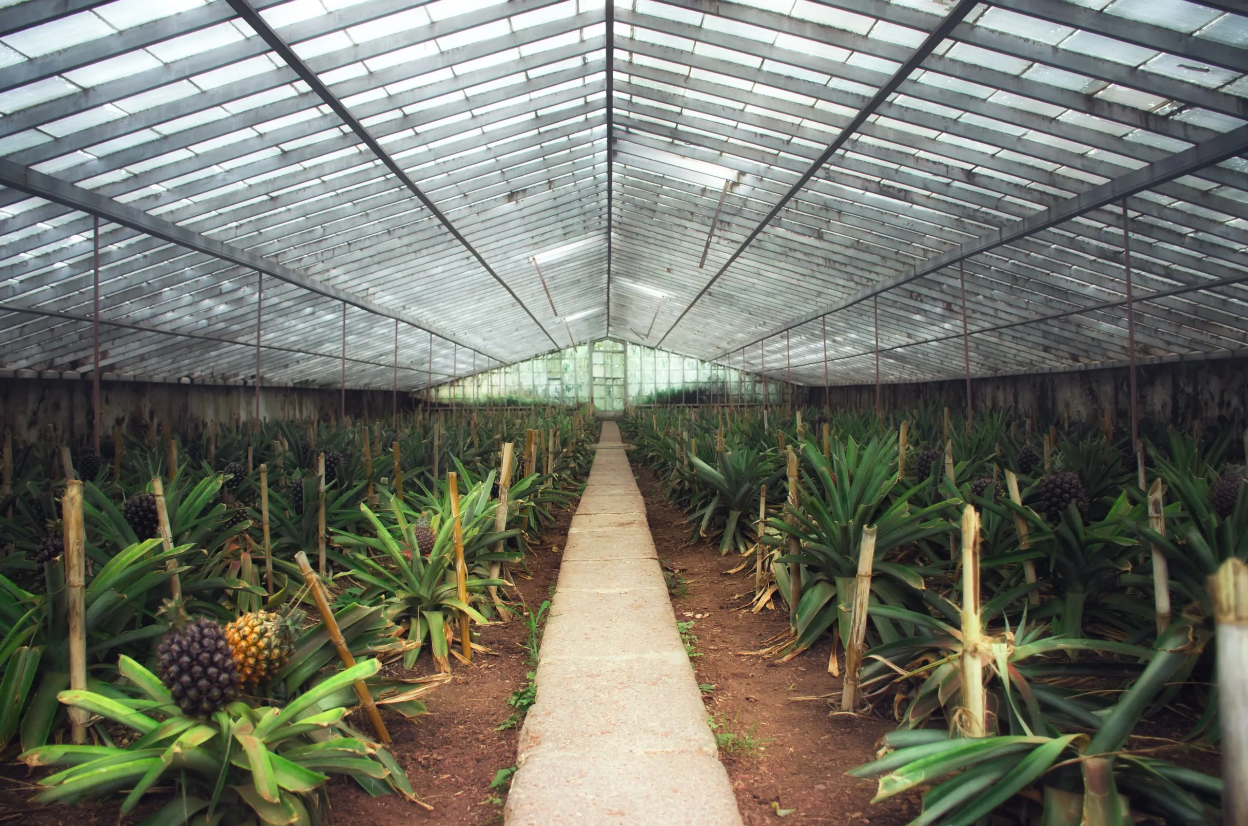 Interior of a long glass greenhouse with rows of pineapple plants flanking a straight central concrete path.