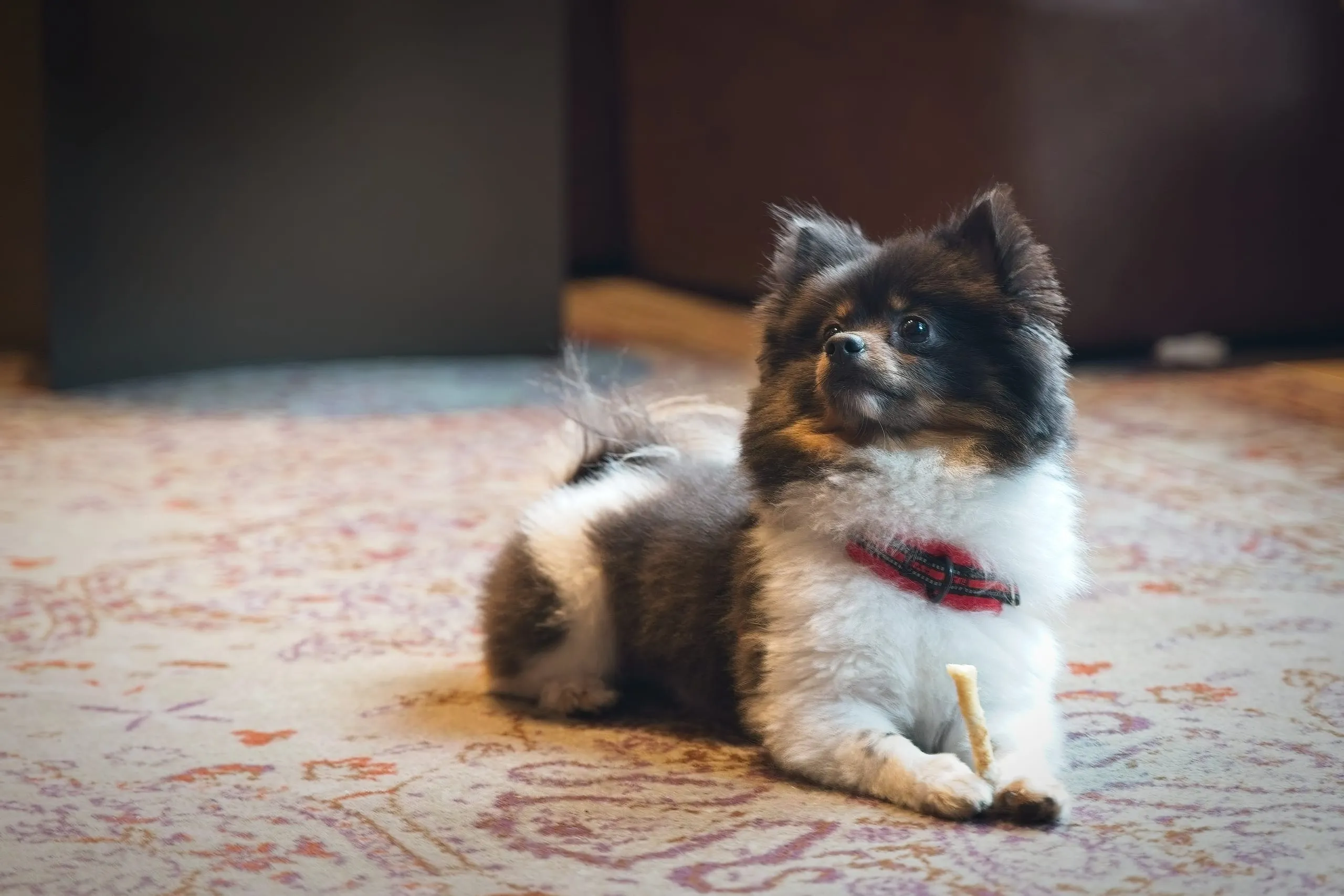 A color photograph of a fluffy black, brown, and white Pomeranian dog wearing a plaid collar, lying on a patterned rug indoors with a rawhide chew treat between its paws.