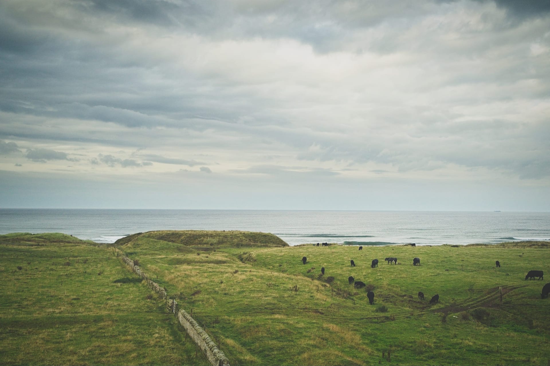 A color photograph of black cattle grazing on green coastal hills above the sea in Scotland, under a wide, cloud-heavy sky.